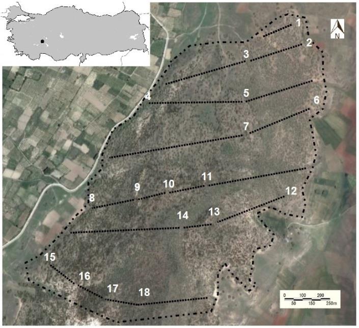 Figure from: Variable color patterns influence continental range size and species–area relationships on islands