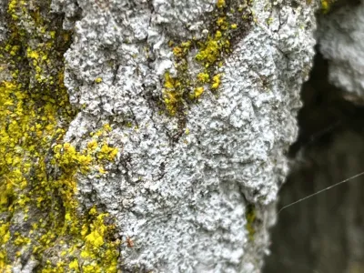 Close-up of tree bark covered with gray and white lichen and bright yellow-green moss patches