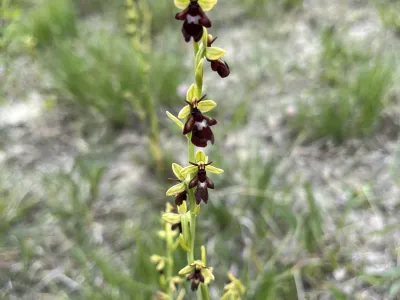Tall spike of small yellow and dark red flowers blooming on sandy ground with sparse vegetation