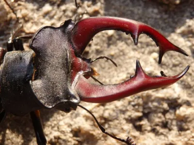 European Stag Beetle (Lucanus cervus)