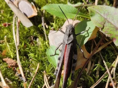 Rattle Grasshopper (Psophus stridulus)