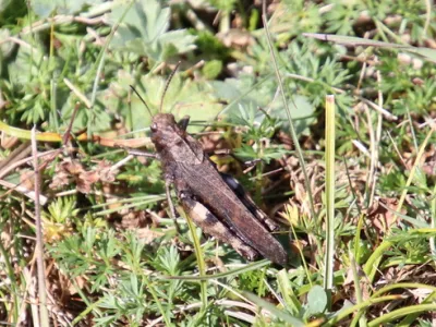Rattle Grasshopper (Psophus stridulus)