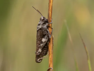 Rattle Grasshopper (Psophus stridulus)