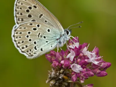 Large Blue (Phengaris arion)