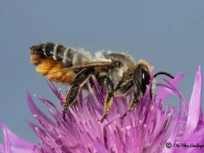hairy-footed leafcutter bee (Megachile lagopoda)