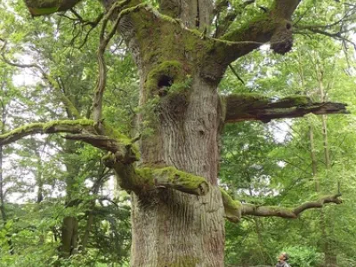 English oak (Quercus robur)