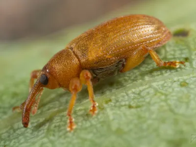 Dorytomus tortrix