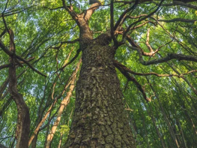 English oak (Quercus robur)