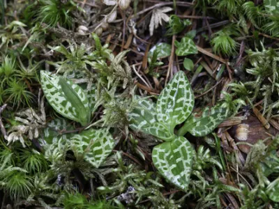 lesser rattlesnake plantain (Goodyera repens)