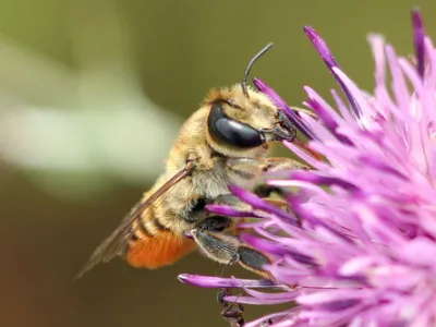 hairy-footed leafcutter bee (Megachile lagopoda)