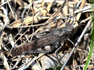 Rattle Grasshopper (Psophus stridulus)