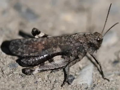 Rattle Grasshopper (Psophus stridulus)