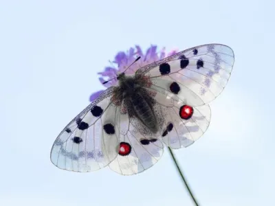 Apollo (Parnassius apollo)