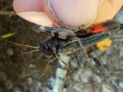 Rattle Grasshopper (Psophus stridulus)