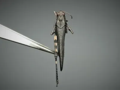 Rattle Grasshopper (Psophus stridulus)