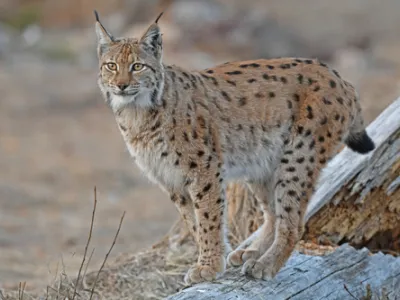 Central European Lynx (Lynx lynx carpathicus)