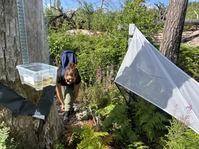 Post-fire beetle succession and diversity across forest landscapes