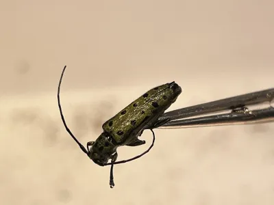 Post-fire beetle succession and diversity across forest landscapes