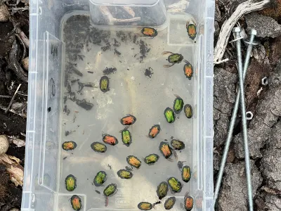 Post-fire beetle succession and diversity across forest landscapes