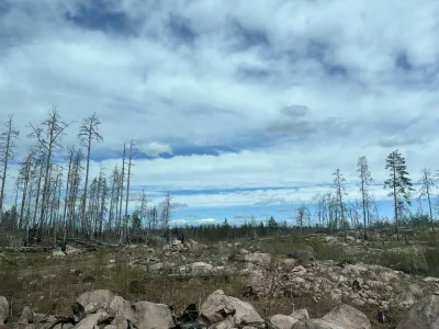 Post-fire beetle succession and diversity across forest landscapes