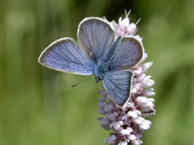 Polyommatus semiargus