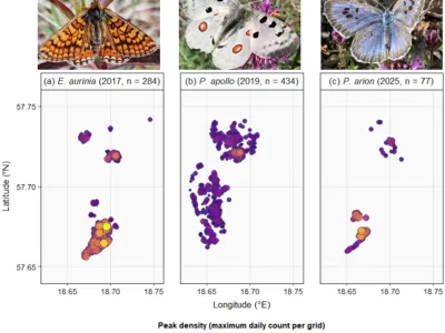Fig. 1. Spatial distribution and peak densities of three threatened butterfly species on Gotland, Sweden, with representative photographs of each species.
