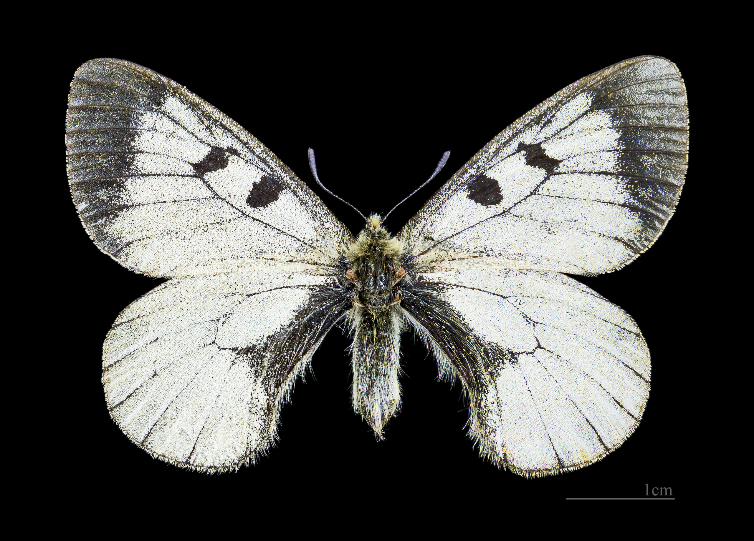 Parnassius mnemosyne MHNT CUT 2013 3 5 Le Mont Dore Male dos