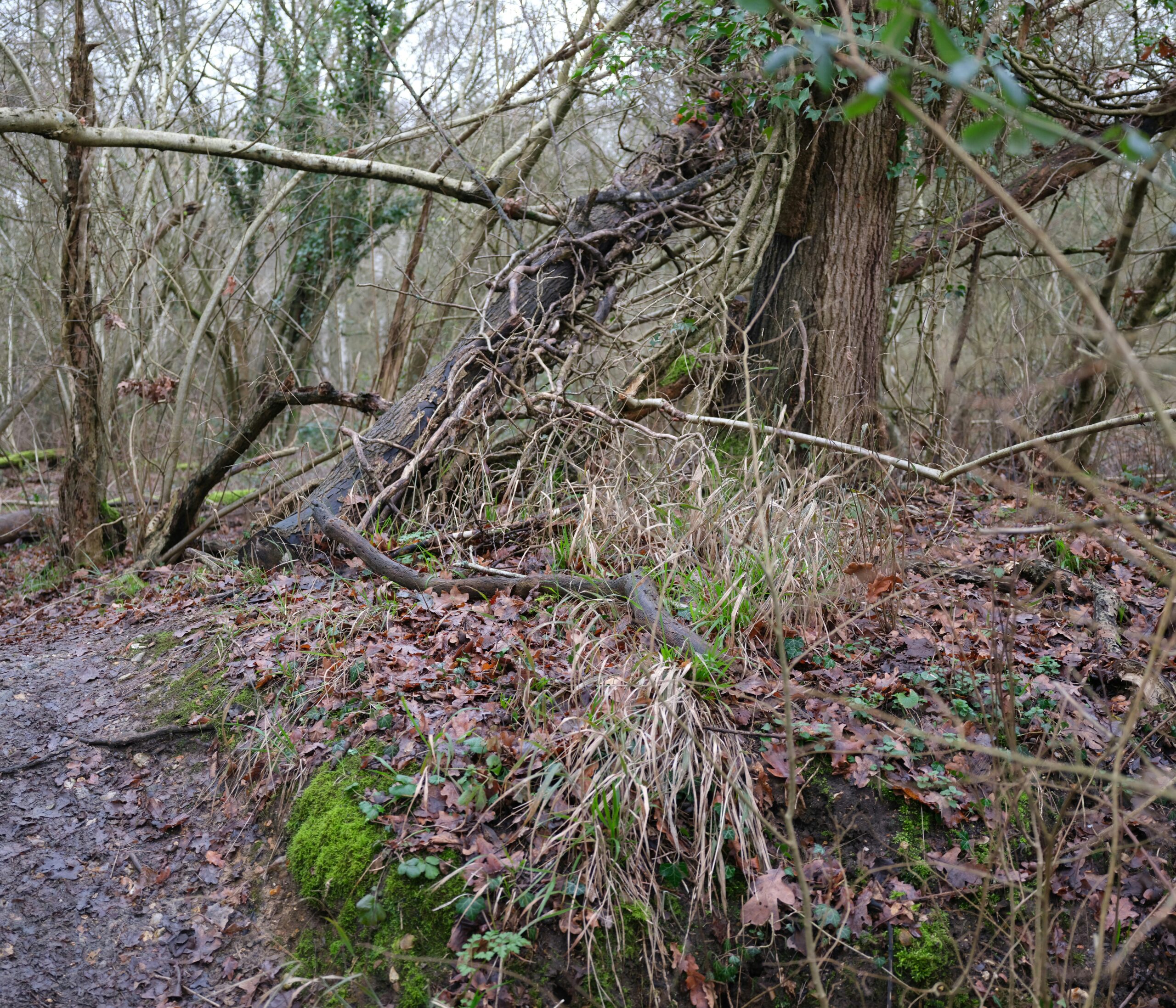 tanya-barrow-YE87onHDQVk-unsplash